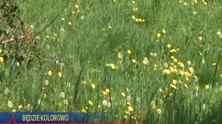 2020_05_14_zasiane_laki_kwietne_glogow.mp4
