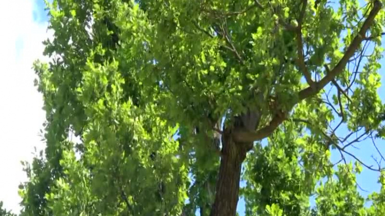 2020_06_15_rewitalizacja_park_polkowice.mp4