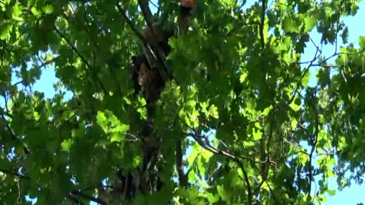 2020_07_02_alpinisci_drzewa_polkowice.mp4