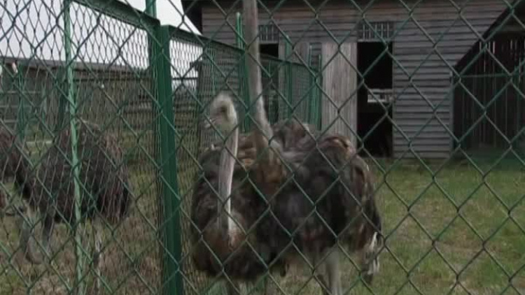 kronika-2011-04-15-strusie-jaja-kozuchow.mp4