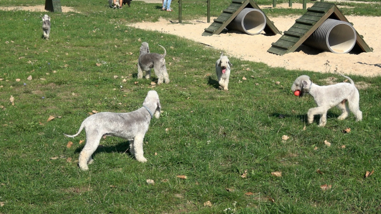 2022-10-07-psy-championy-bedlington-polkowice.mp4