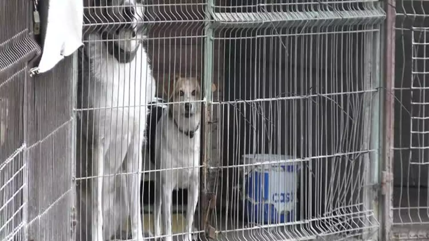 2024-01-05-safe-animal-kroki-amicus-glogow.mp4