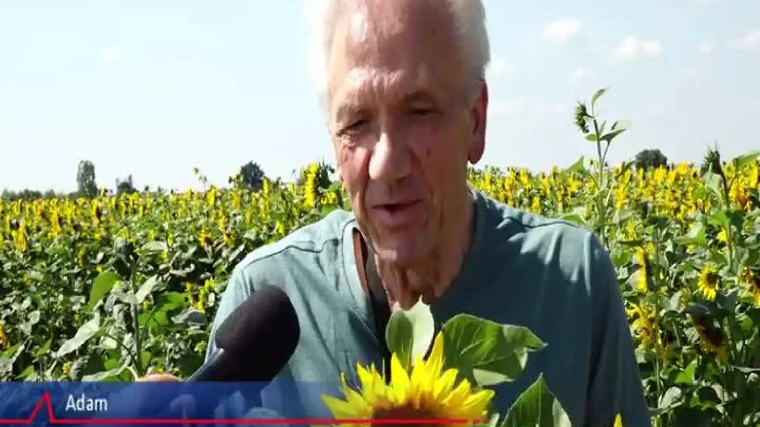 2024-07-09-sloneczniki-akcja-rolnik-krzepielow.mp4