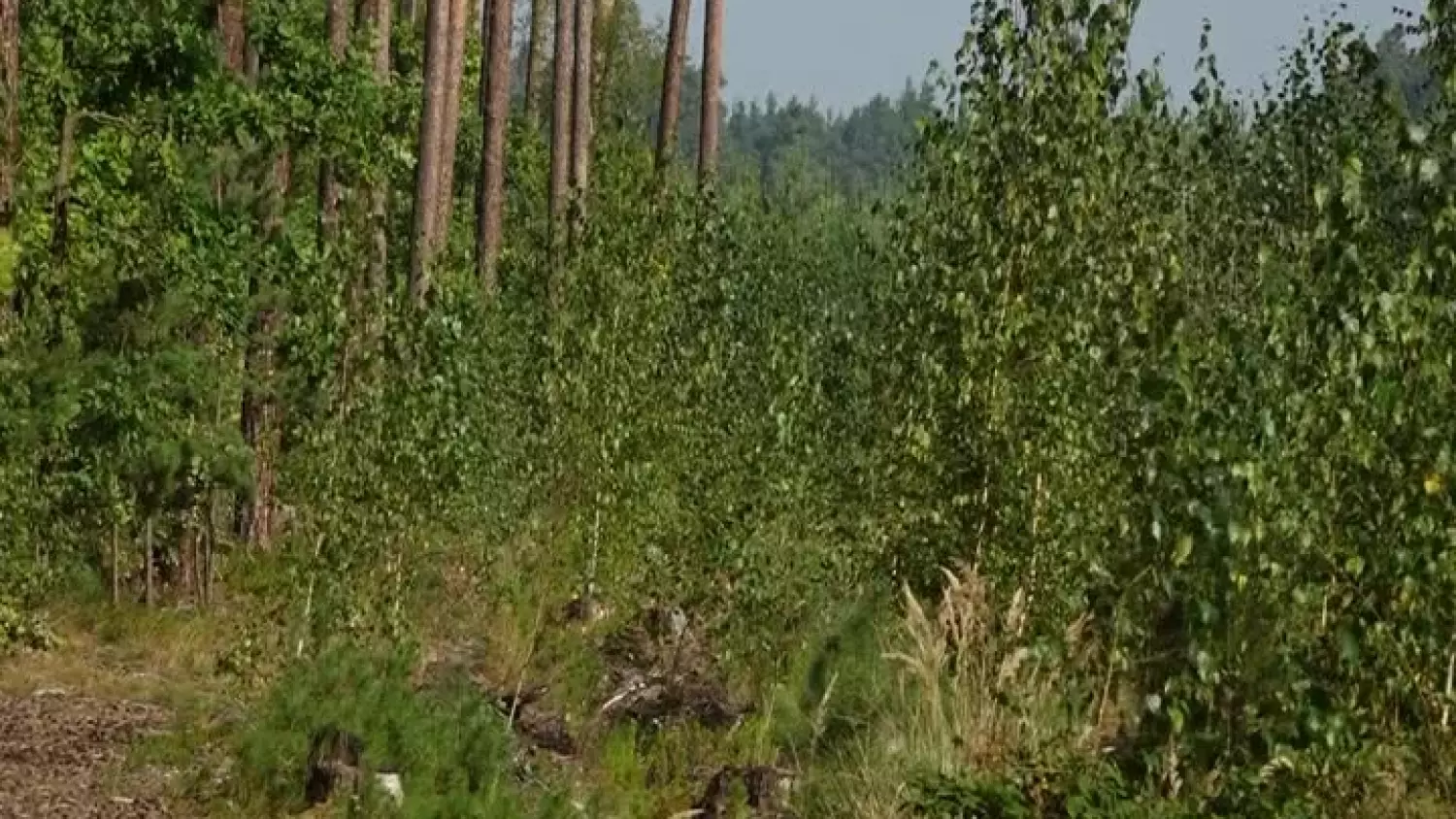 2024-09-10-nadlesnictwo-wykup-ziemi-lasy-glogow.mp4