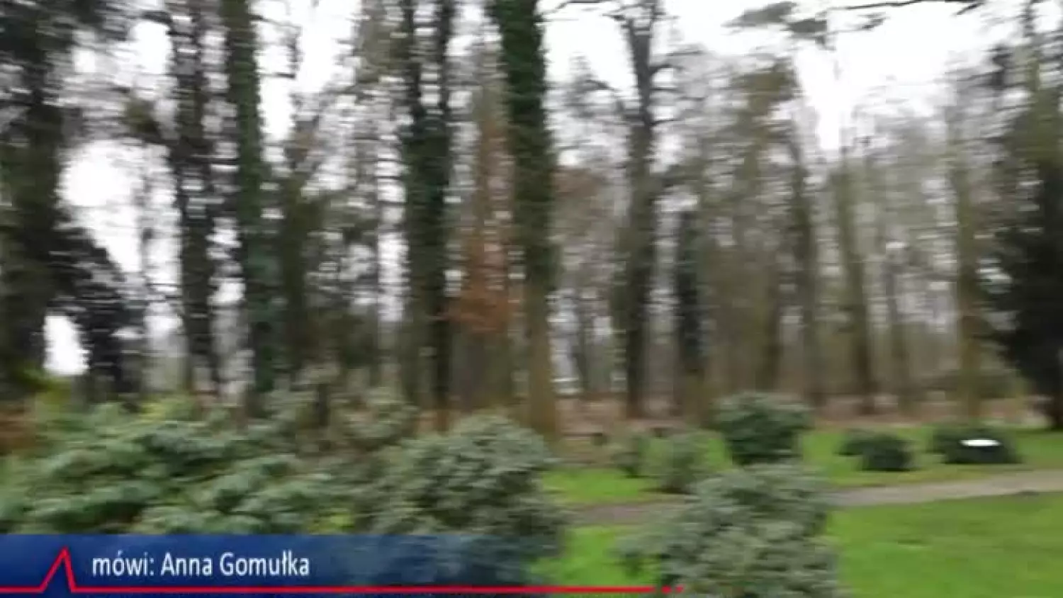 2025-03-20-wygrana-europejskie-drzewo-buk-dalkow.mp4