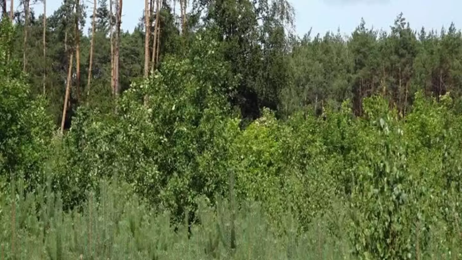 akcja-stroiki-001.mp4